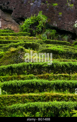 Teesträucher in Terrasse Plantagen (Provinz Fujian, China) Stockfoto