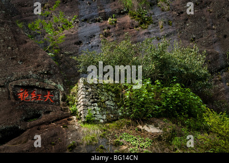 Da Hong Pao (rote Robe) Büsche auf Mount Wuyi, Fujian Provinz, China Stockfoto