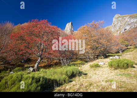 Im Herbst, eine europäische Rowan (Sorbus Aucuparia) im Chaudefour-Tal. Sorbier Dans la Vallée de Chaudefour, En Automne. Stockfoto