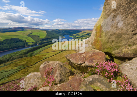 Heather Heideland, Whinstone Lee Tor, Derwent Rand, Peak District National Park, Derbyshire, England, Vereinigtes Königreich Stockfoto