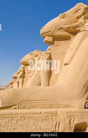 Reihe von Sphinx mit Ram Köpfe an den großen Tempel in Karnak, in der Nähe von Luxor, Theben, UNESCO-Weltkulturerbe, Ägypten, Nordafrika Stockfoto