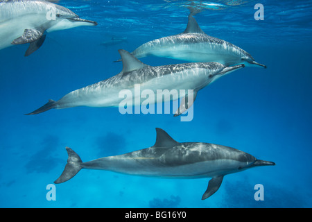 Gruppe von Delfinen Stockfoto