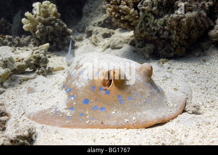 Spotted Blue-ray Stockfoto