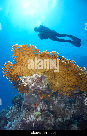 Taucher im Unterwasser-Höhle Stockfoto