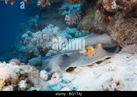 Blue spotted stingray Stockfoto