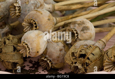 Mohn-Köpfe getrocknet Stockfoto