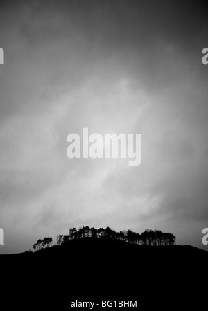 Baum-Wäldchen, Pass der Brander, Loch Awe, Argyll & Bute, Scotland Stockfoto