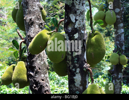 Die Jackfrucht Stockfoto