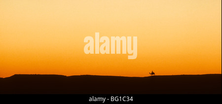 Ein einsamer Kamel und seinem Reiter bei Sonnenuntergang in der Wüste in der Nähe der Pyramiden, Gizeh, Ägypten Stockfoto