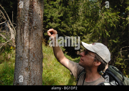 Eine braune Bär Ursus Arctos kratzen oder reiben Baum in der niedrigen Tatra Slowakei. Die Haarprobe für DNA-Tests Stockfoto