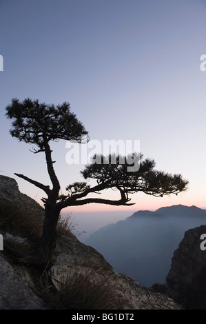 Kiefer, die Silhouette in der Abenddämmerung an Lushan-Berg, UNESCO-Weltkulturerbe, Jiangxi Provinz, China, Asien Stockfoto