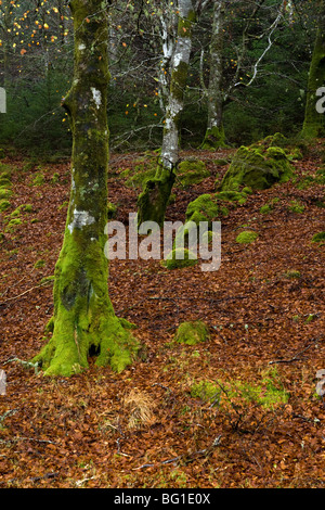 Herbstfärbung, Loch Awe, Argyll & Bute, Scotland Stockfoto