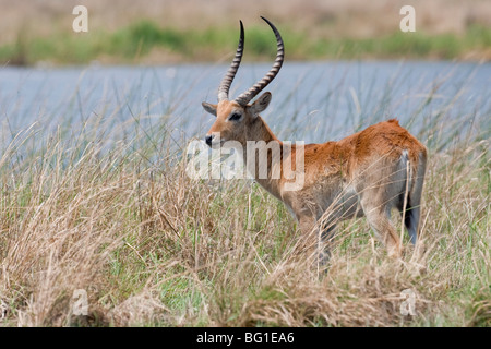 Porträt von Lechwe im südlichen Afrika. Das Foto wurde in Namibias Mudumu Nationalpark. Stockfoto