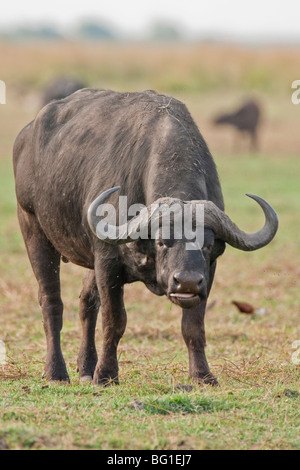 Porträt von einem wilden afrikanischen Büffel in Southern Africa. Das Foto wurde in Botswanas Chobe National Park. Stockfoto