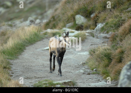 Die Tatra Gämse Rupicapra Rupicapra Tatrica nahe dem Gipfel des Dumbier Berg in die Niedere Tatra National park Slowakei Stockfoto