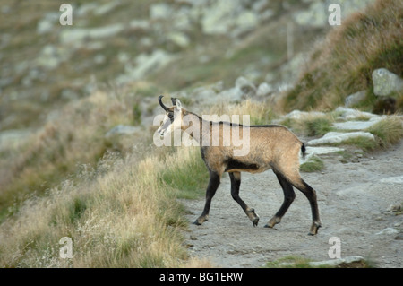 Die Tatra Gämse Rupicapra Rupicapra Tatrica nahe dem Gipfel des Dumbier Berg in die Niedere Tatra National park Slowakei Stockfoto