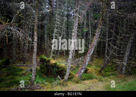 Toten Woodland, Loch Awe, Argyll & Bute, Scotland Stockfoto