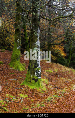 Herbstfärbung, Loch Awe, Argyll & Bute, Scotland Stockfoto