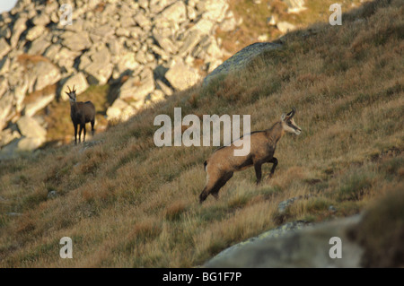 Die Tatra Gämse Rupicapra Rupicapra Tatrica nahe dem Gipfel des Dumbier Berg in die Niedere Tatra National park Slowakei Stockfoto