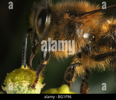 Eine Biene, die Fütterung auf Efeu Stockfoto