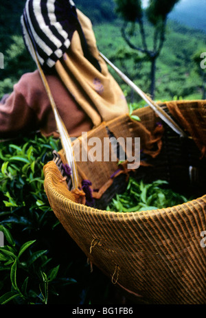 Eine Frau nimmt Tee, Ooty, Indien Stockfoto