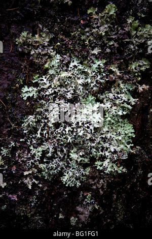 Baum Flechten, Loch Awe, Argyll & Bute, Scotland Stockfoto