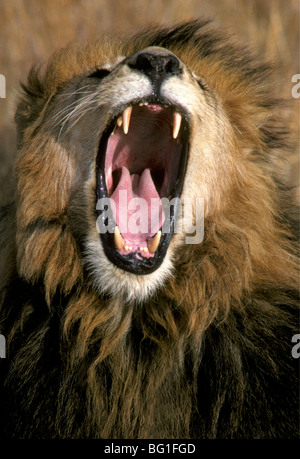 Porträt von männlichen Löwen Gähnen Masai Mara National Reserve Kenia in Ostafrika hautnah Stockfoto