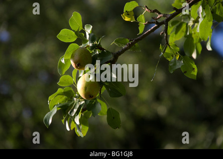 Wildbirne (Pyrus Pyraster) Früchte Reifen auf einem Ast, Argolis
