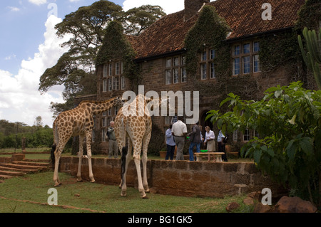 Rothschild Giraffe, Giraffe Manor, Nairobi, Kenia, Ostafrika, Afrika Stockfoto