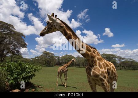 Rothschild Giraffe, Giraffe Manor, Nairobi, Kenia, Ostafrika, Afrika Stockfoto