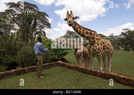 Rothschild Giraffe, Giraffe Manor, Nairobi, Kenia, Ostafrika, Afrika Stockfoto