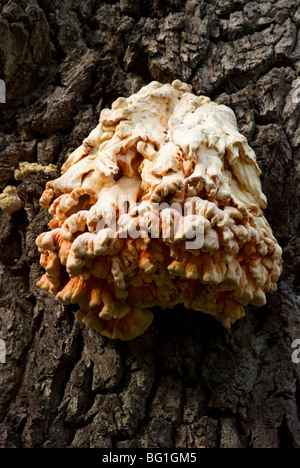 Laetiporus Sulphureus, ein Pilz wächst auf einer toten Eiche Stockfoto
