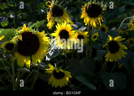 Helianthus Annuus 'Little Leo' Stockfoto