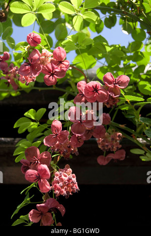 Akebia Quinata, Chocolate vine Stockfoto