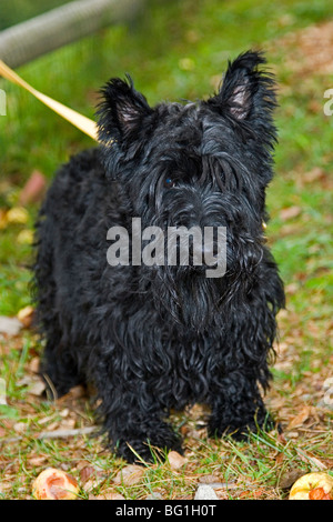 Scottish Terrier kleinen schwarzen Hund Stockfoto