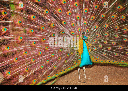 Der Pfau, der eine Rute in einem Garten von Orchideen "Utopia" in Israel geöffnet hat Stockfoto