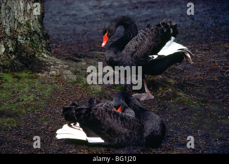 Zwei schwarze Schwäne (Cygnus olor) schlafen und stehen Stockfoto