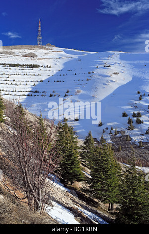 Al Shouf Zeder Nature Reserve, in der Nähe von Maaser Esh-Shouf, Libanongebirge, Chouf Bezirk, Libanon Stockfoto