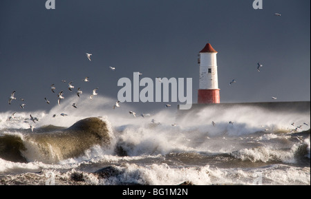 Der Leuchtturm in Berwick nach Tweed, Nordsee, in einem Sturm. Stockfoto