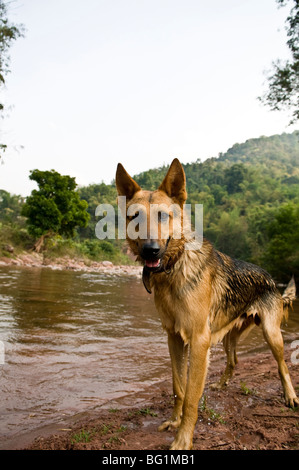 Ein schöner Deutscher Schäferhund-Hund in der Nähe eines Flusses. Stockfoto