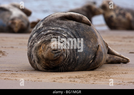 Erwachsene Kegelrobben dösen am Strand Stockfoto