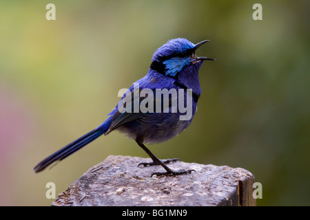 Blaue Wren singen Stockfoto
