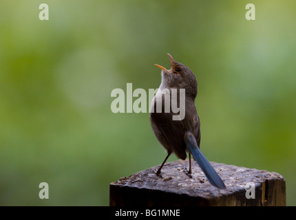 Blaue Wren singen Stockfoto