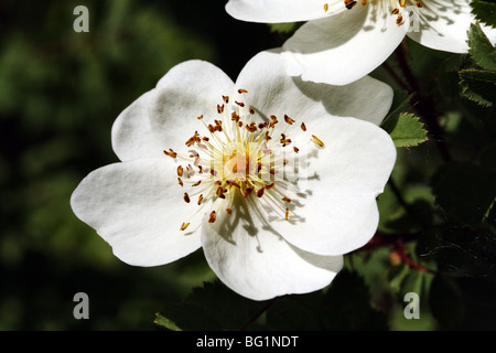 Burnet Rose Familie Roseaceae zeigt weiße Blume-Struktur in Nahaufnahme Makro Stockfoto