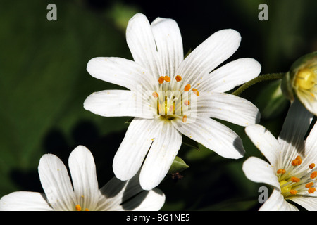 Weniger Stitchwort aka grasslike Hahnenfußgewächse Stellaria Graminea Familie Caryophyllaceae zeigt weiße Blume blüht im Makro Stockfoto