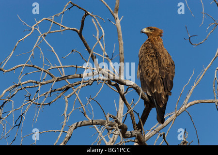 Tawny Adler (Aquila Rapax), Kgalagadi Transfrontier Park, Northern Cape, Südafrika, Afrika Stockfoto