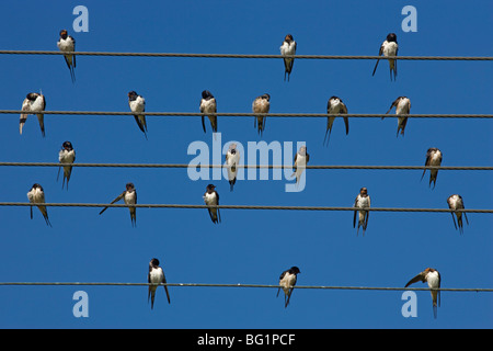 Scheune (Europäischen) schlucken (Hirundo Rustica) auf Draht, Overberg, Western Cape, Südafrika, Afrika Stockfoto