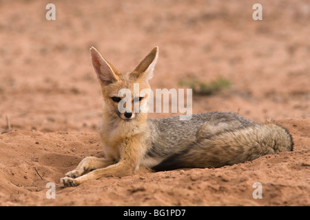 Kap-Fuchs (Vulpes Chama), Kgalagadi Transfrontier Park, Northern Cape, Südafrika, Afrika Stockfoto