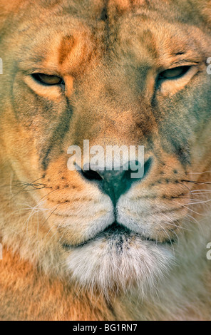 Großaufnahme eines weiblichen Löwen Panthera leo Stockfoto