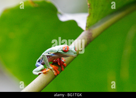 Red eyed Laubfrosch (Agalychnis Callidryas), Costa Rica, Mittelamerika Stockfoto
